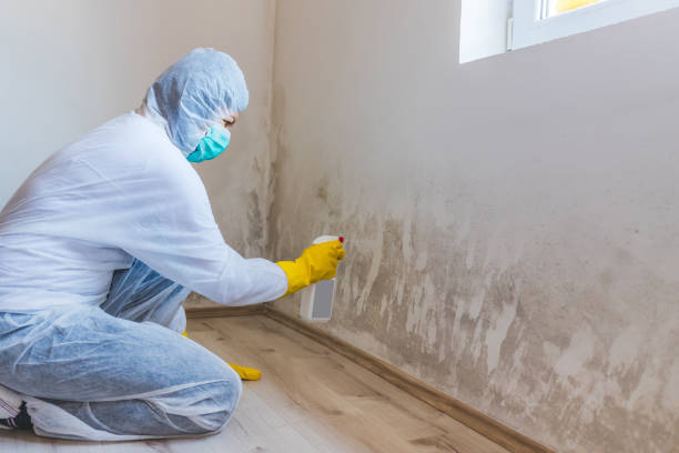 Licensed Basement Mold Removal service in Karthaus, PA - WQB Mold Removal
