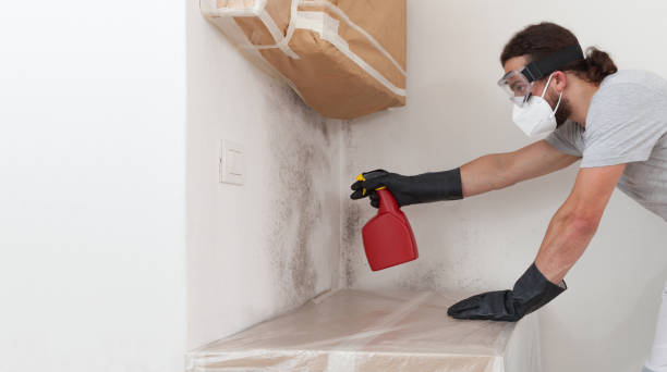 Professional Basement Mold Removal technician working in Karthaus, PA