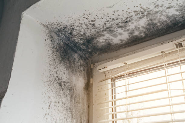 Affordable Basement Mold Removal solutions in Karthaus, PA