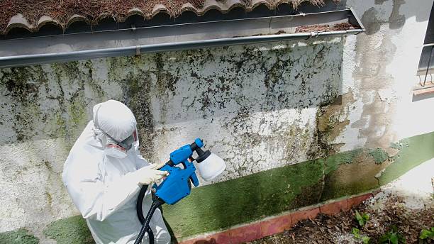 Top rated local Basement Mold Removal specialists in Karthaus, PA
